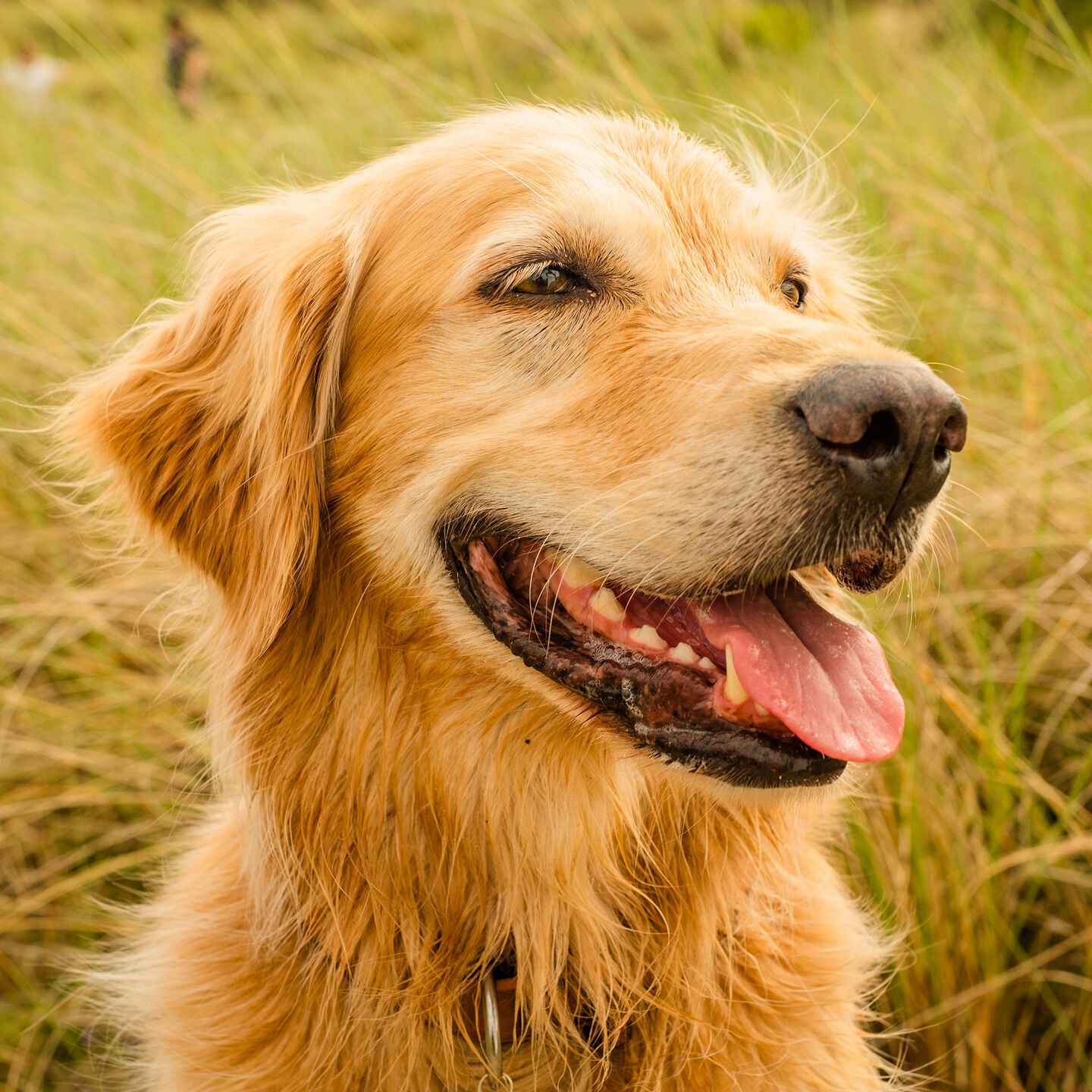 <b>WHY DOES MY DOG HAVE BAD BREATH?</b><br><br>Learn about what causes bad breath in dogs and how to remedy it...</br>