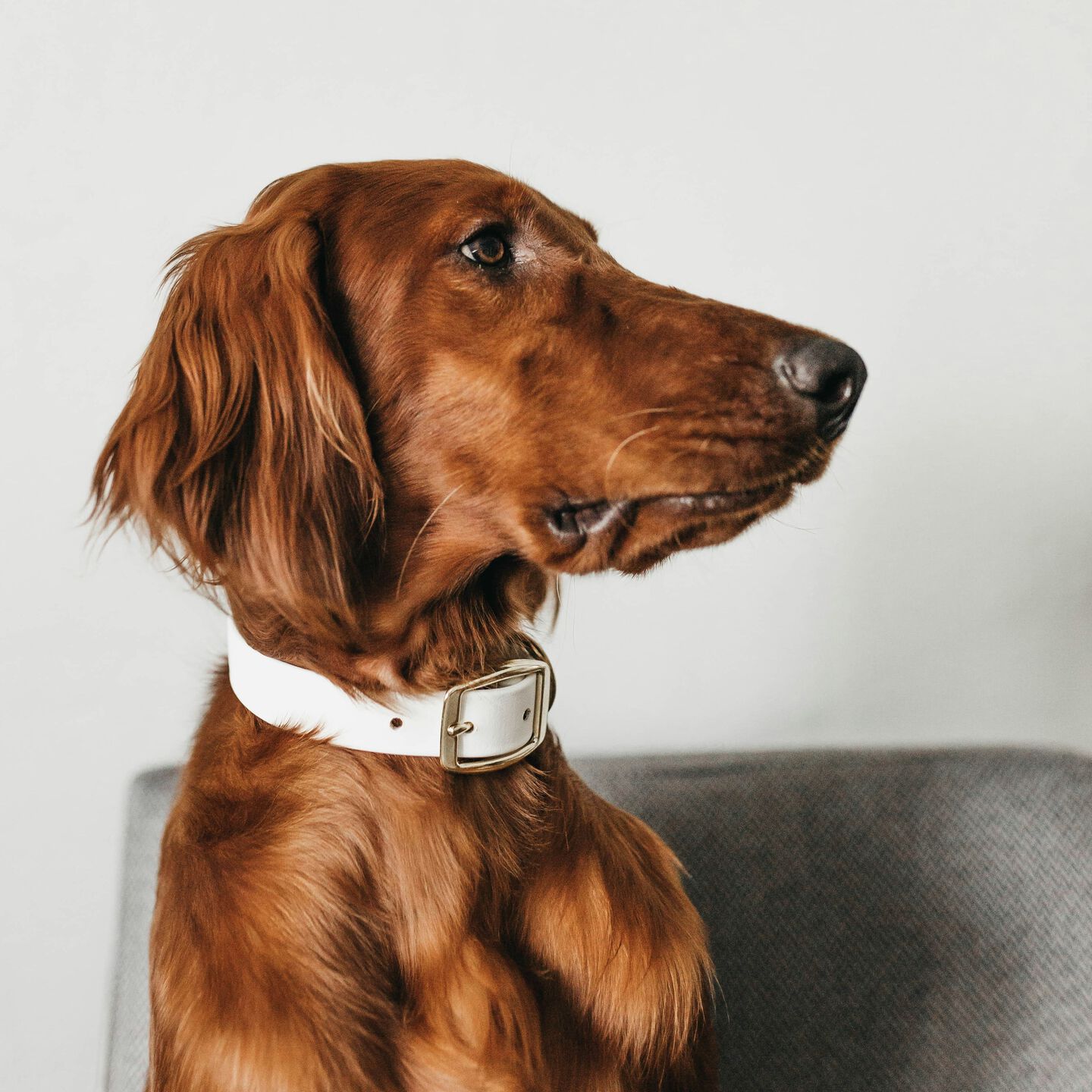 <b>WHY IS MY DOG NOT EATING RAW FOOD?</b><br><br>We all want our pets to be healthy and happy, so when your dog is not eating, it’s always a worry...</br>