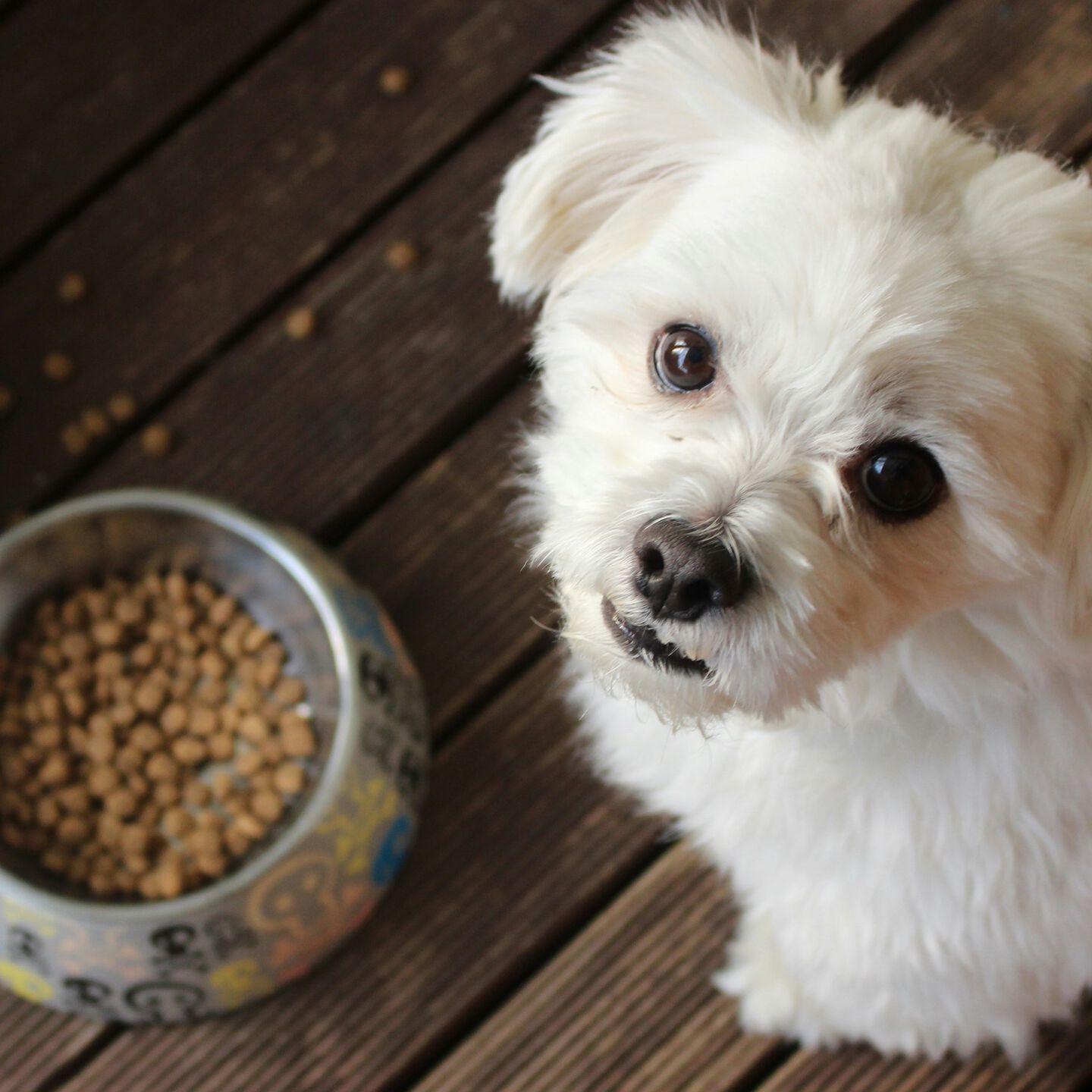 <b>RAW VS KIBBLE – WHICH IS BEST?</b><br><br>Let’s weigh the benefits of feeding raw compared to commercial kibble...</br>