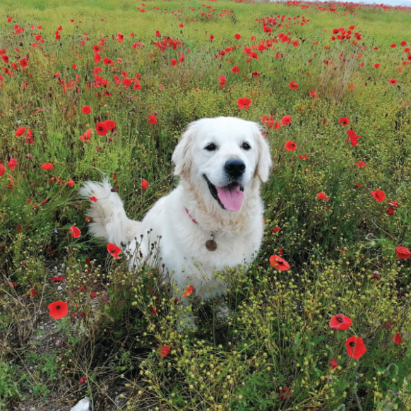 happy dog in flower field