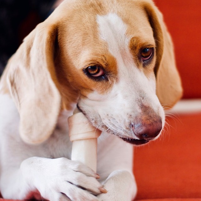 <b>IS RAWHIDE BAD FOR DOGS?</b><br><br>There are so many chews on the market that dog owners are spoilt for choice – find out whether rawhide is a good or bad option for dogs...</br>