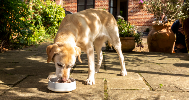 <b>TRANSITIONING YOUR DOG</b><br><br>New to raw? We know it can seem a little bit daunting, but we've got plenty of tips to help you on your way...</br>