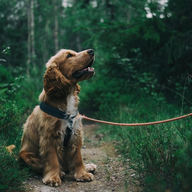 <b>WHY IS MY DOG CONSTIPATED?</b><br><br>Find out the common causes of constipation, and some tricks and tips to get things moving again...</br>