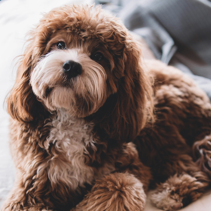 <b>WHY IS MY DOG NOT EATING?</b><br><br>Discover why your dog might be turning their nose up at their food and tips for encouraging them to eat when their appetite dips…</br>