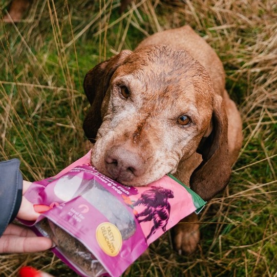<strong>9 WAYS TO KEEP YOUR OLDER DOG HEALTHY FOR LONGER</strong><br><br>From exercise to different dietary needs, here’s how to care for your dog as they age...