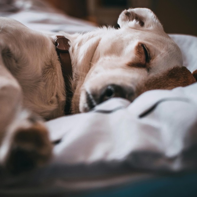<b>HOW MUCH SLEEP DO DOGS NEED?</b><br><br>Here’s our ultimate guide to dog dreamland, from common sleeping positions to how many hours your canine companion needs…</br>