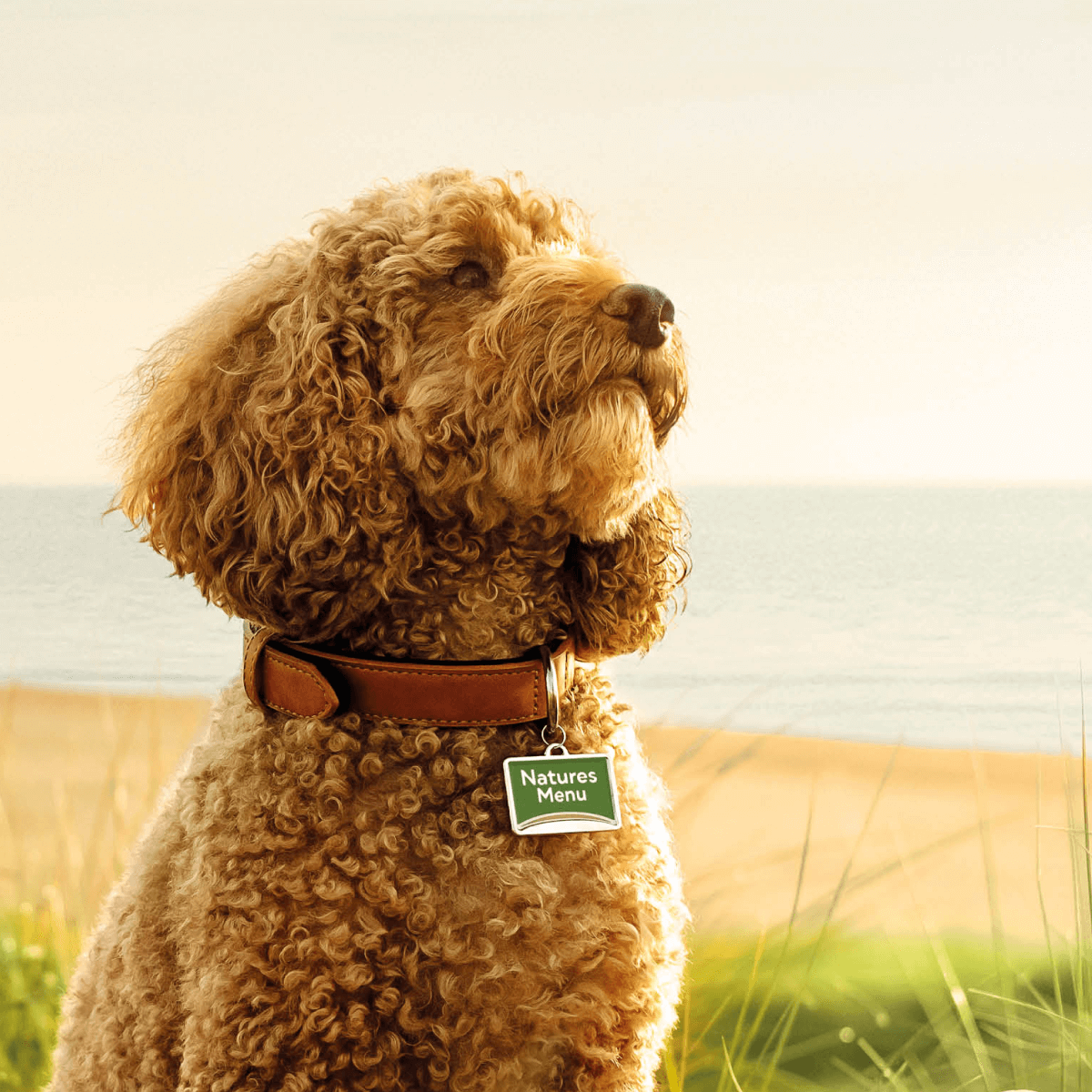     <b>WANT A VET’S OPINION ON RAW FEEDING?</b><br><br>When it comes to your dog’s diet, you want to make the right choices...</br>