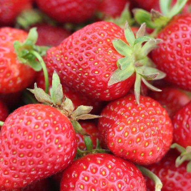 <b>CAN DOGS EAT STRAWBERRIES?</b><br><br>Most dogs love raw fruit and vegetables – find out whether or not strawberries should be on the menu...</br>