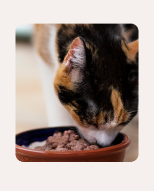 SUSCRIBE TO SAVE 10%